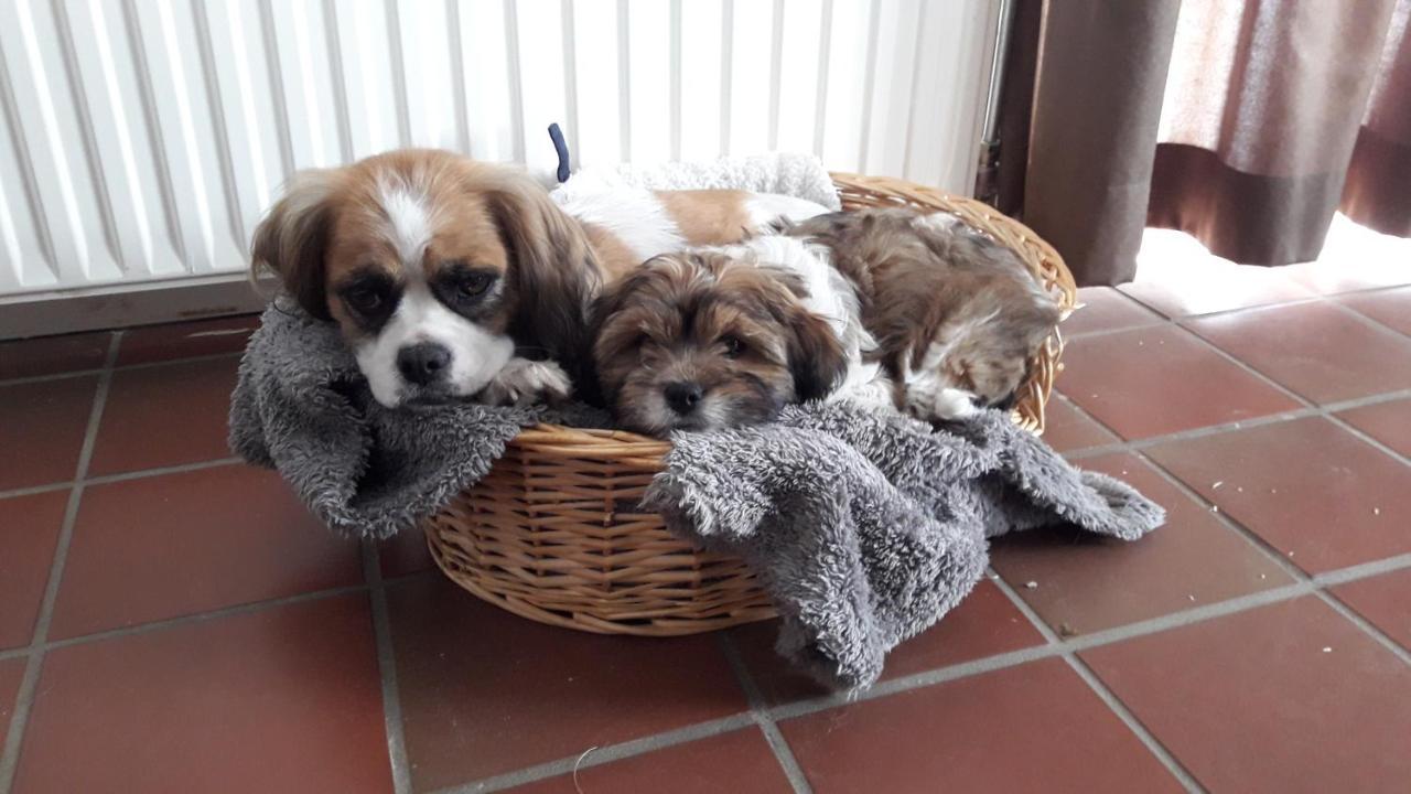 'T Rond Bargie Bed and Breakfast Exloo Exteriör bild
